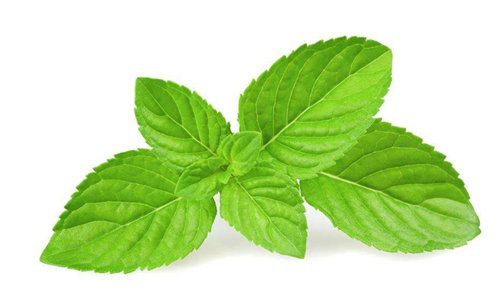 薄荷